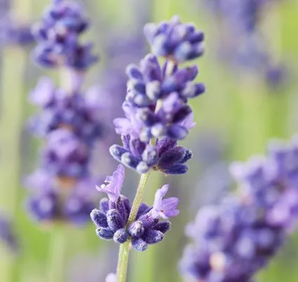 Lavender Essential Oil 40/42 2